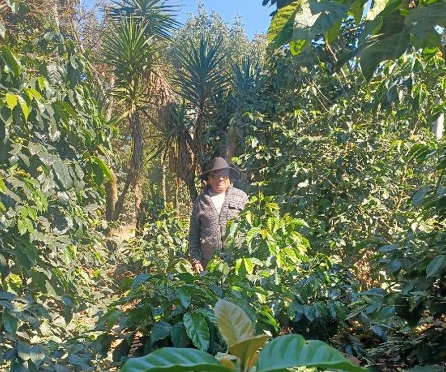 グアテマラ Co-NECT PROJECT アンティグア サンフランシスコ農園